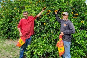 Pictured 2 local citrus growers