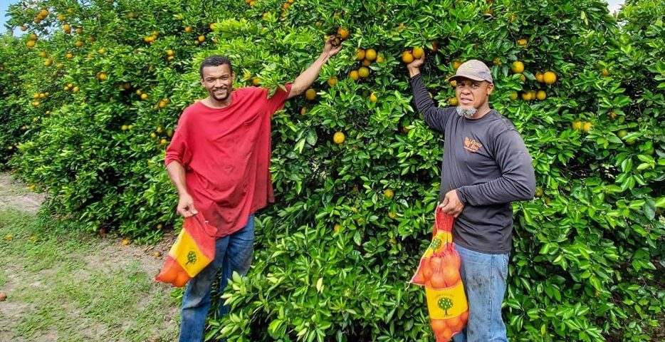 Pictured 2 local citrus growers