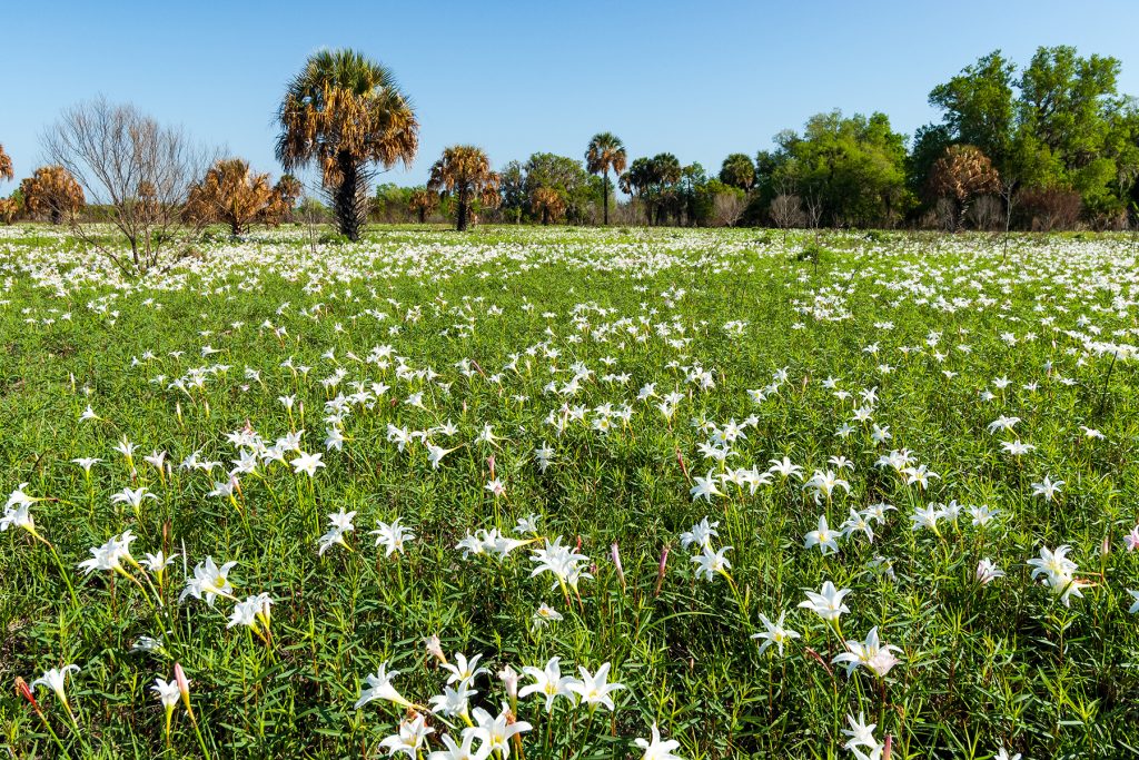 A field of rain lilies blooming