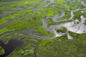 St. Johns River floodplain