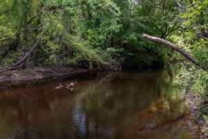 Black Creek shore