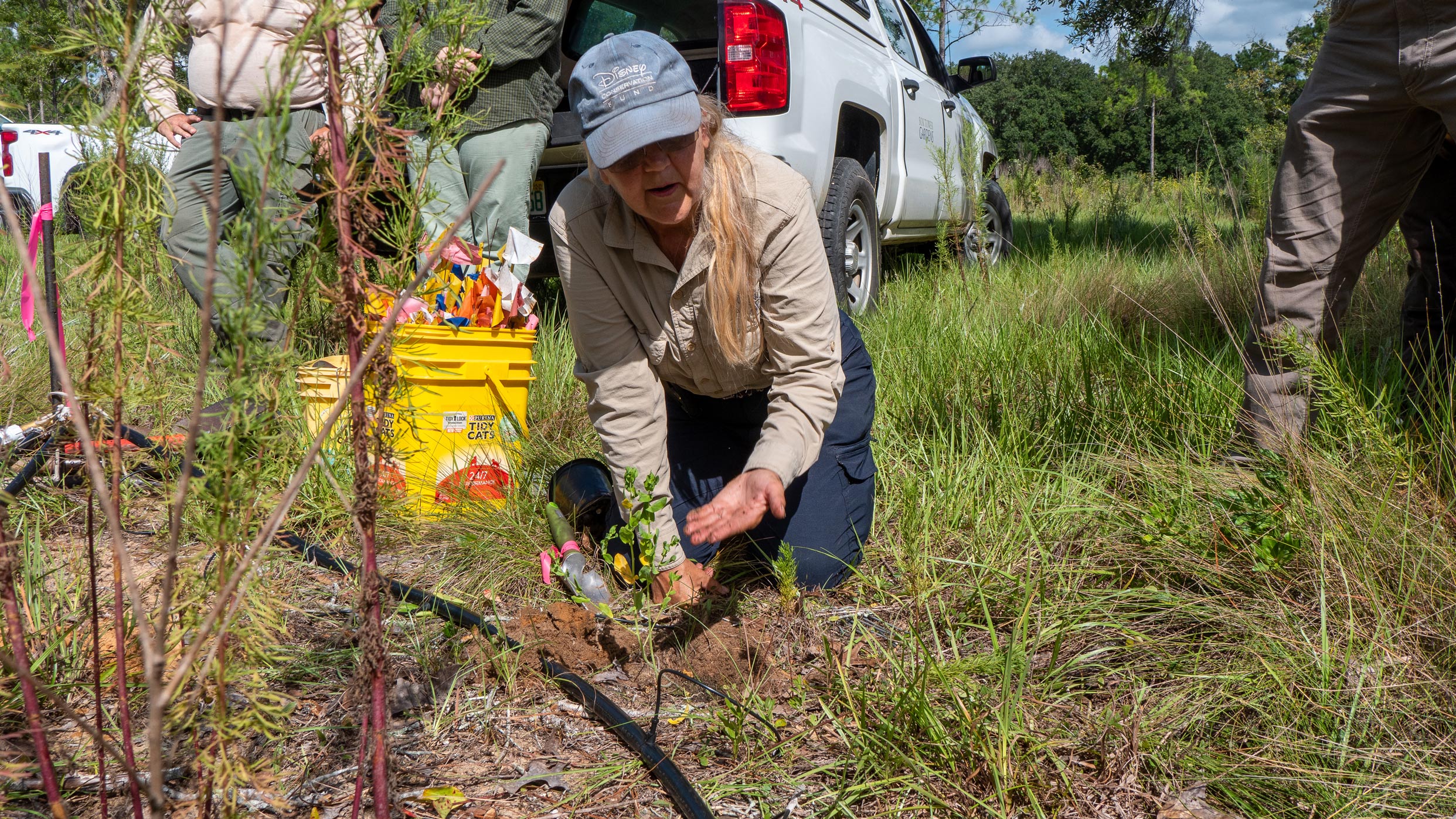 Cheryl Peterson planting a shrub
