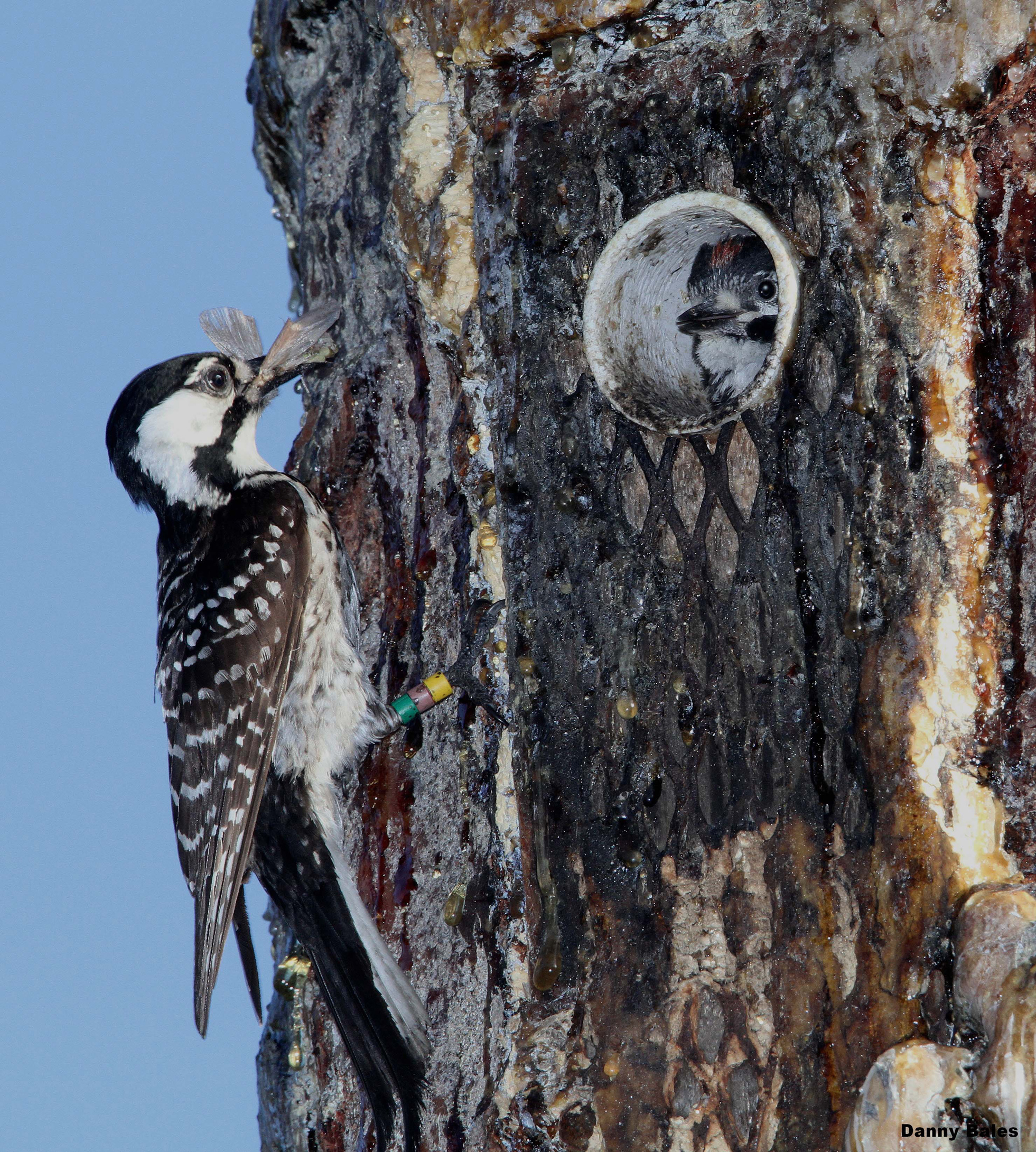 A red-cockaded woodpecker brings home dinner to its family