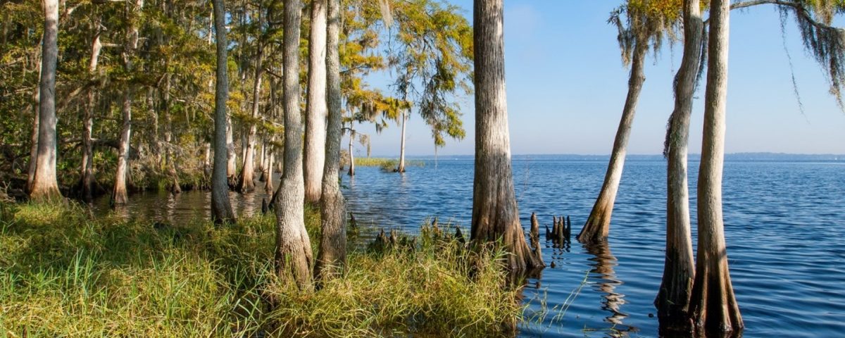 Cypress trees along the St. Johns River at Bayard Conservation Area.