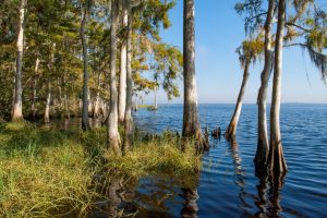 Cypress trees along the St. Johns River at Bayard Conservation Area.