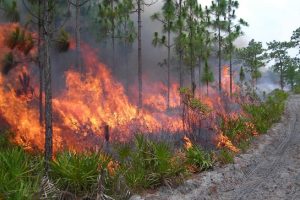Prescribed fire