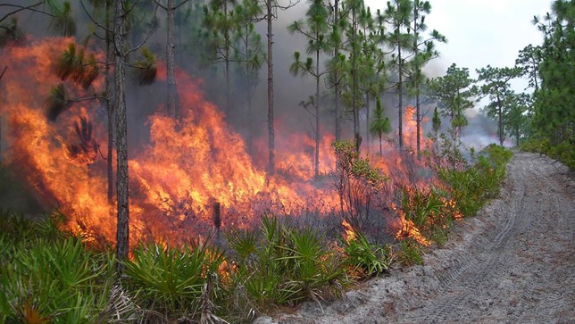 Prescribed fire