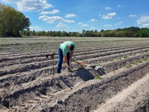 Man installing a soil moisture sensor