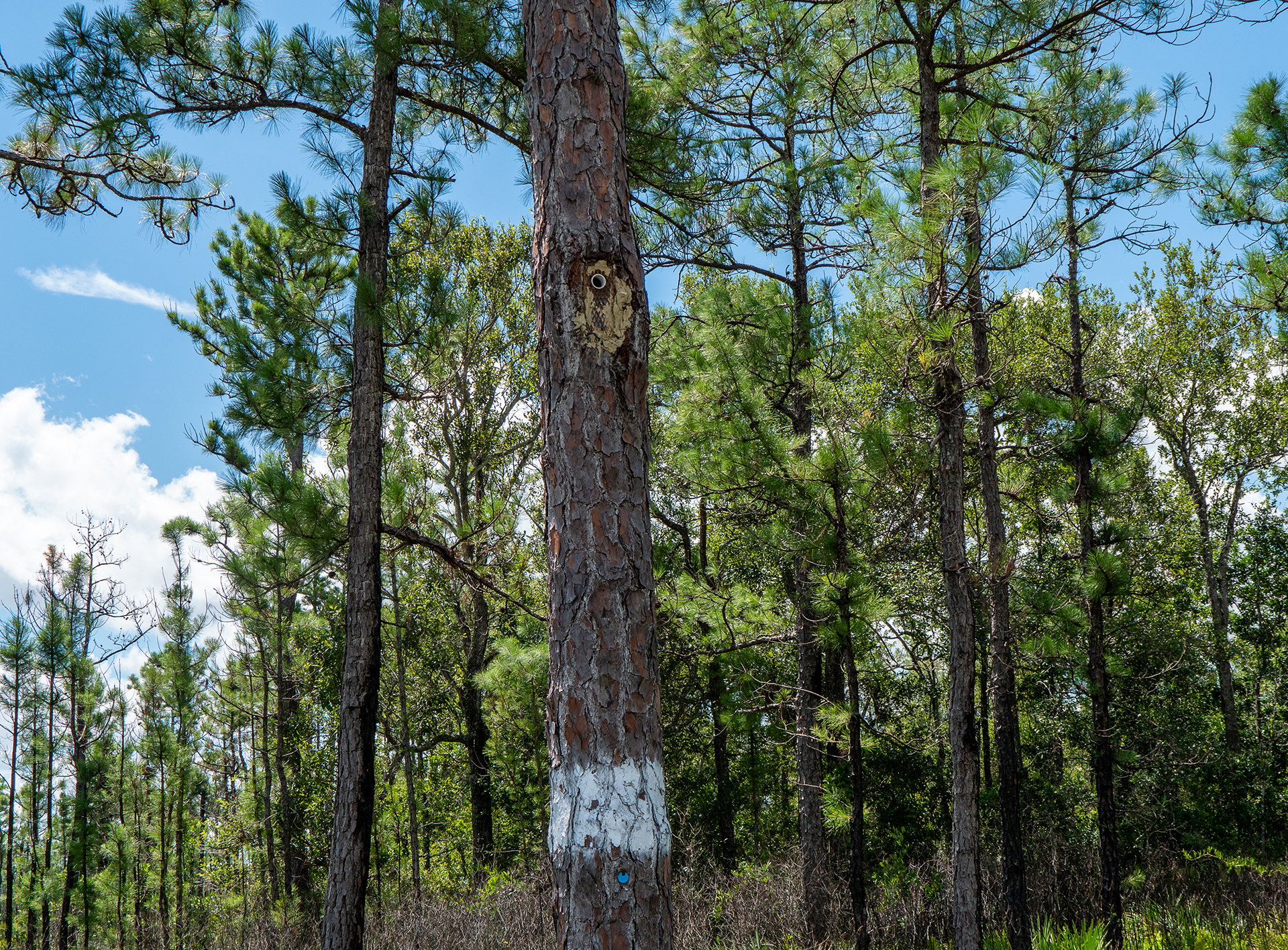 A white paint stripe around this tree marks the tree as a woodpecker home