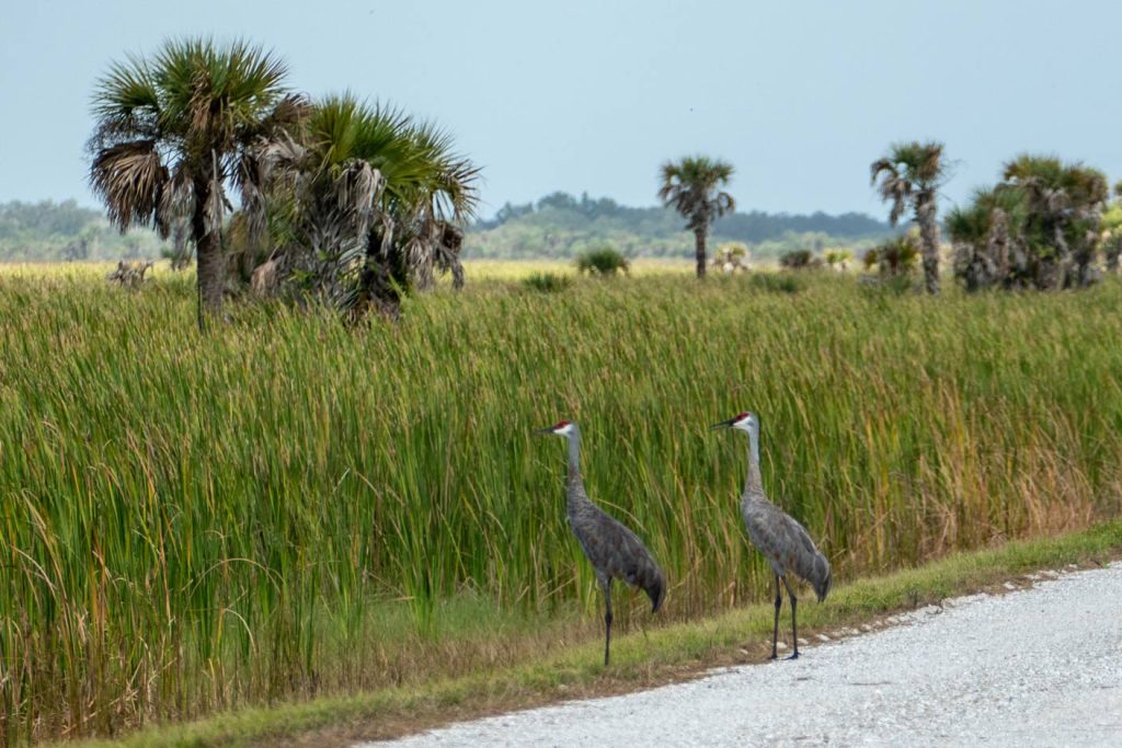 Levee--20180927-103639 Two Ibises standing by tall grass