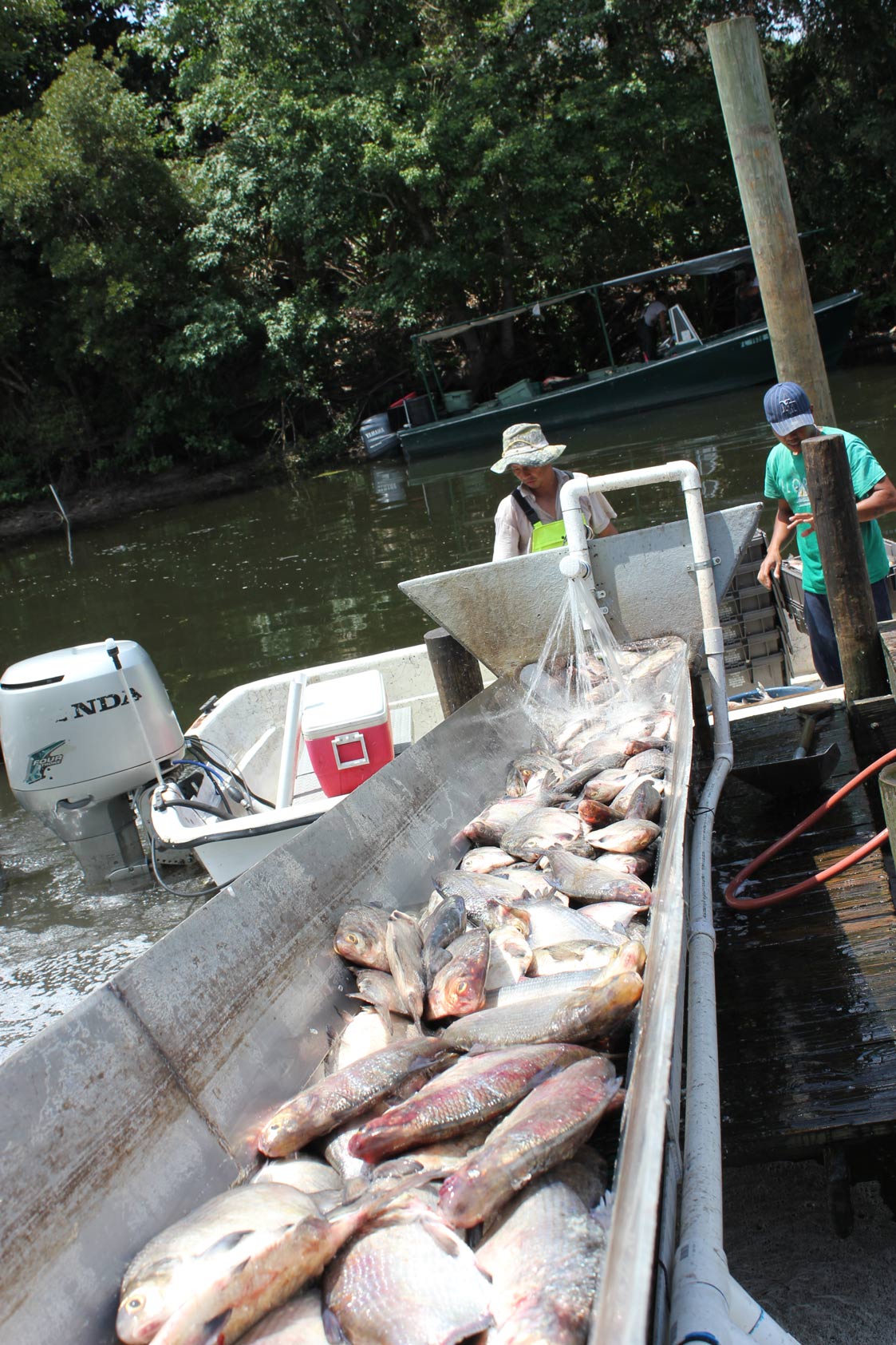 gizzard shad were harvesting