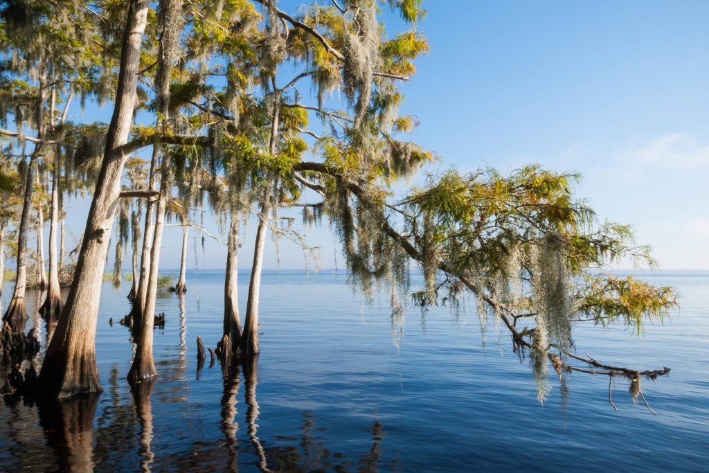 Cypress tree over hanging a river