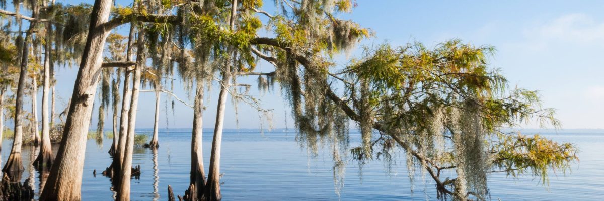 Cypress tree over hanging a river