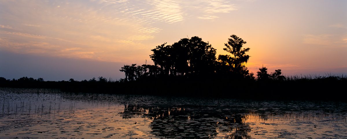 Sun rising behind a cypress dome