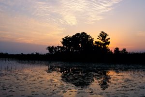 Sun rising behind a cypress dome