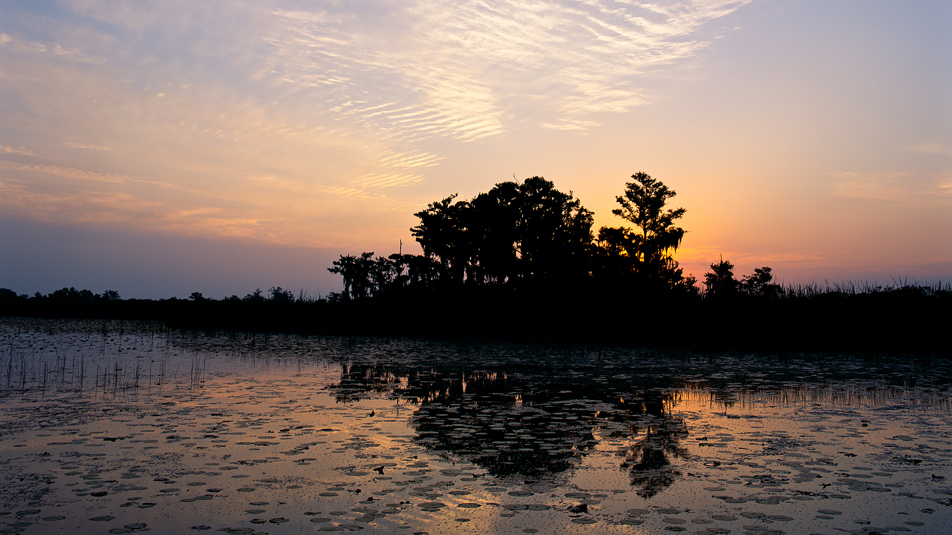Sun rising behind a cypress dome