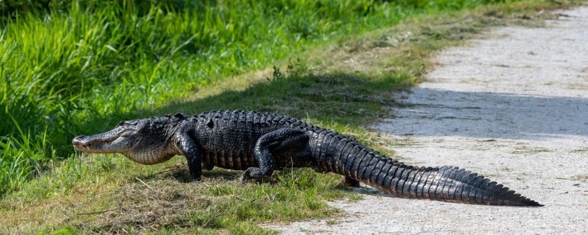 gator walking g across a path