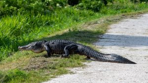 gator walking g across a path