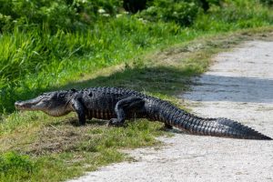 gator walking g across a path