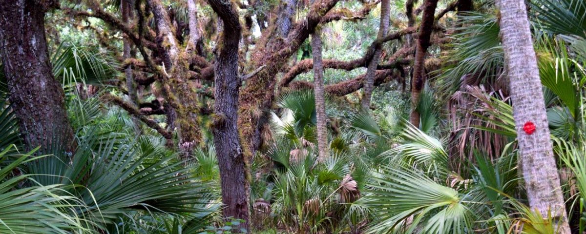 Heavily wooded trail path