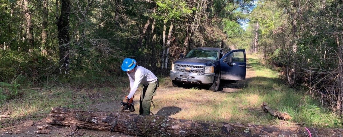 District staff are inspecting and cleaning up a fallen tree