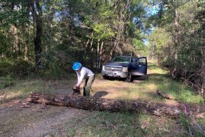 District staff are inspecting and cleaning up a fallen tree