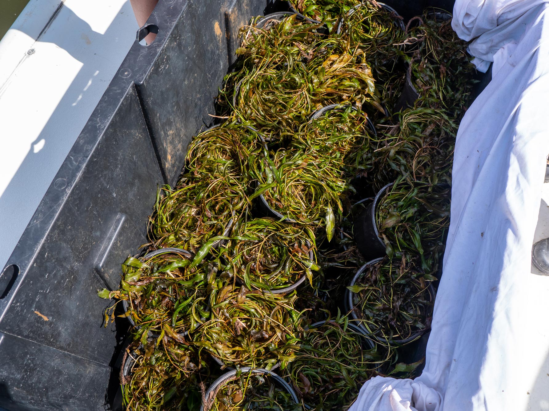 Illinois pondweed shown
