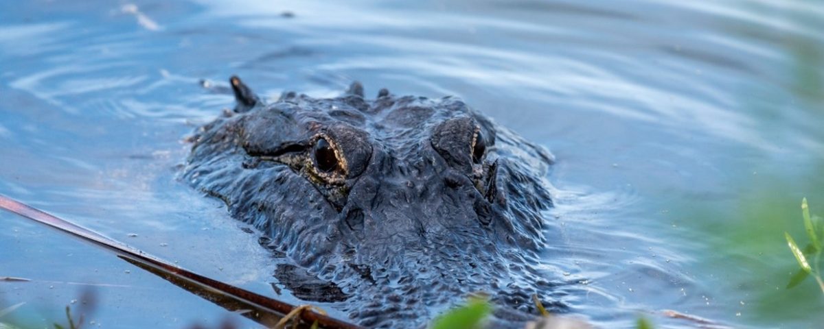 Alligator peering out of the water