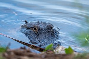 Alligator peering out of the water