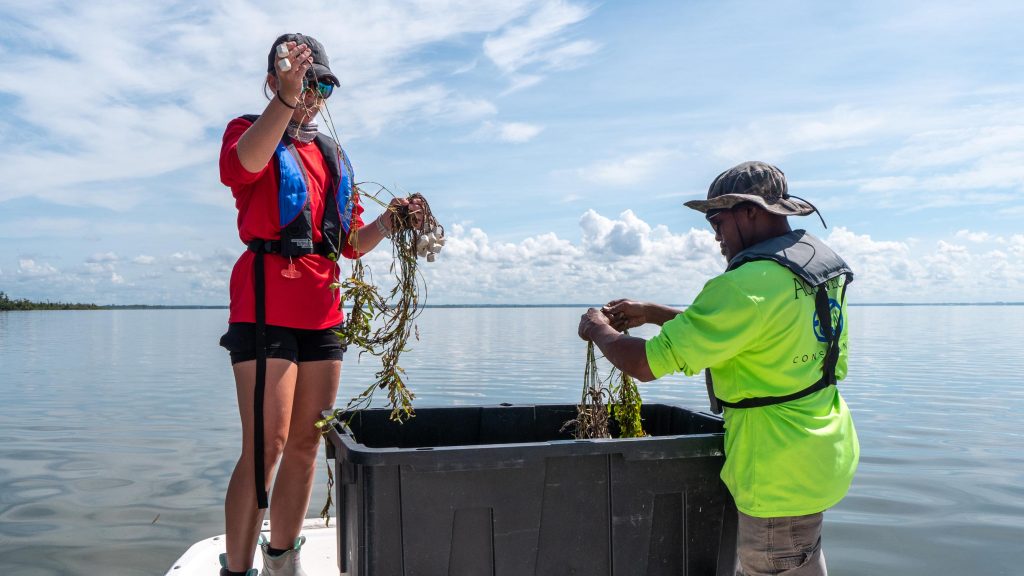 Two dostrict employees prepping to plant seagrass