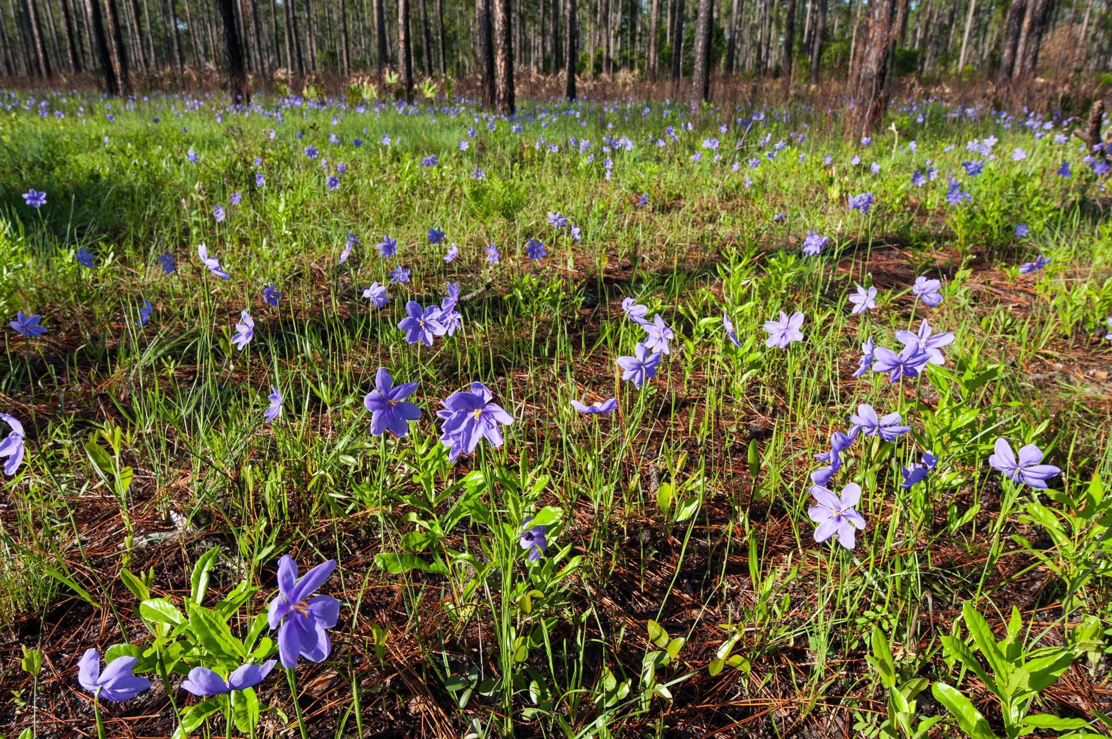 Bartram’s Ixia blooming in a field