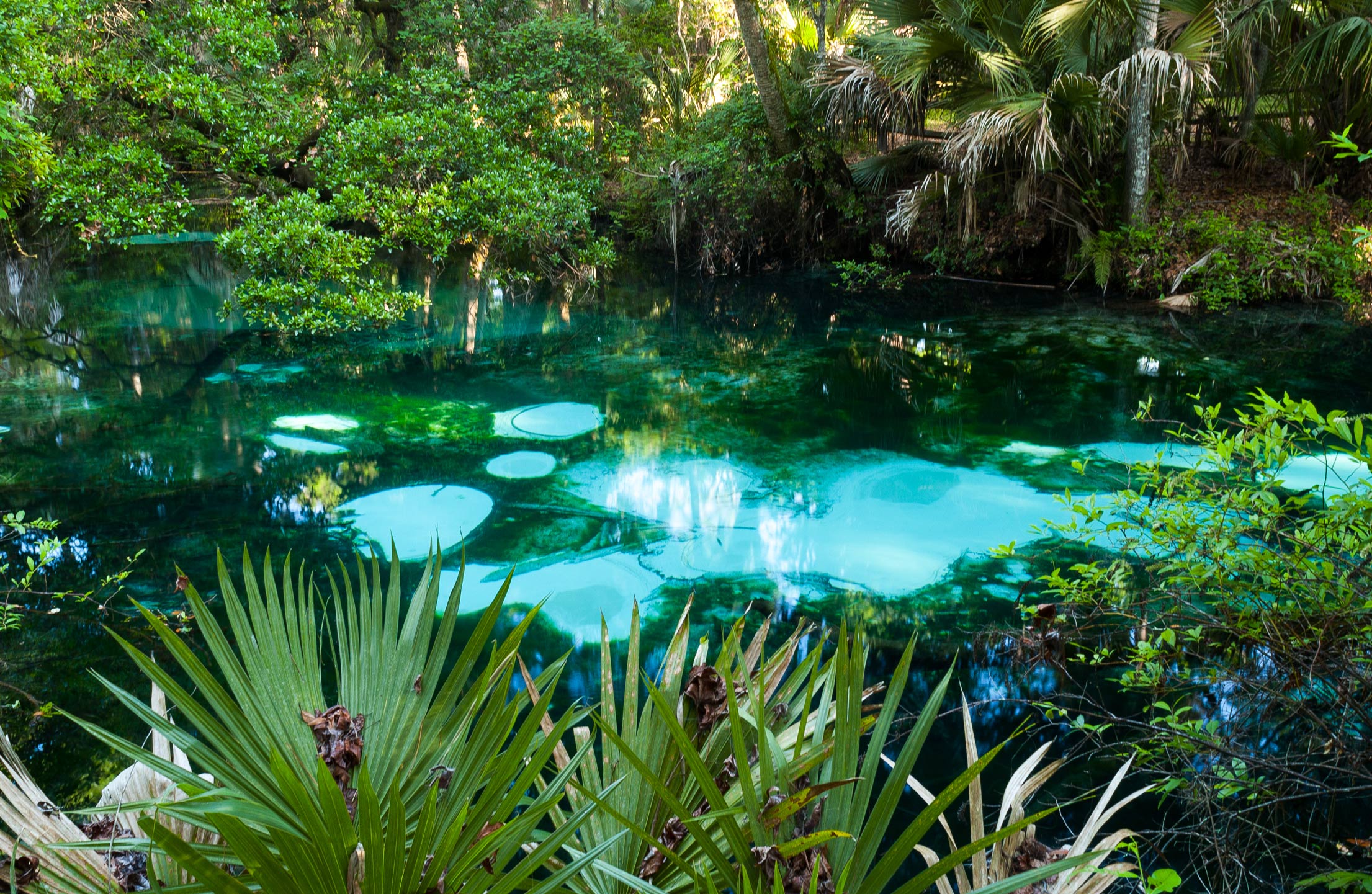 Fern Hammock Springs in Marion County.