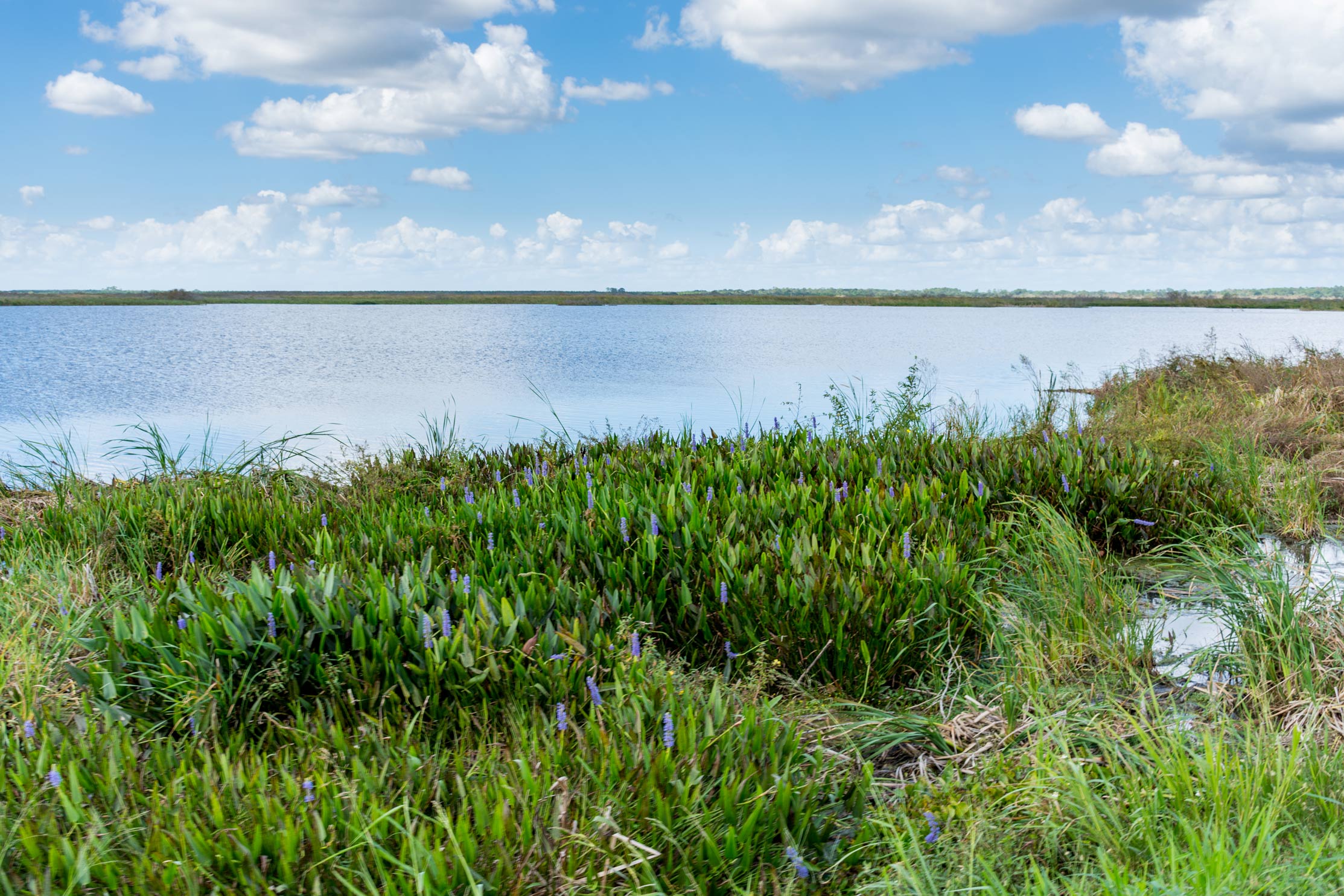 A wetland treatment cell