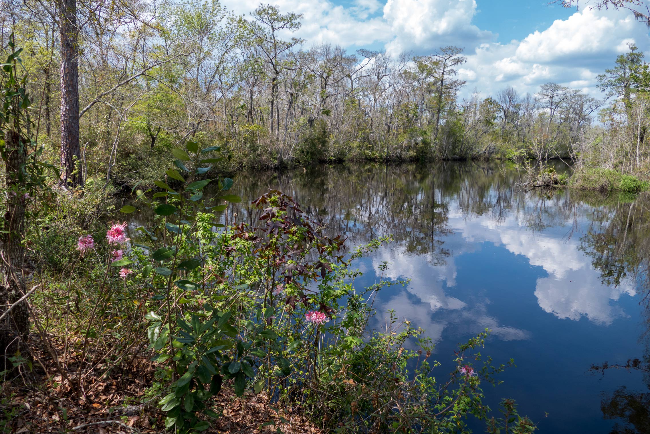 Wild azaleas blooming along Thomas Creek