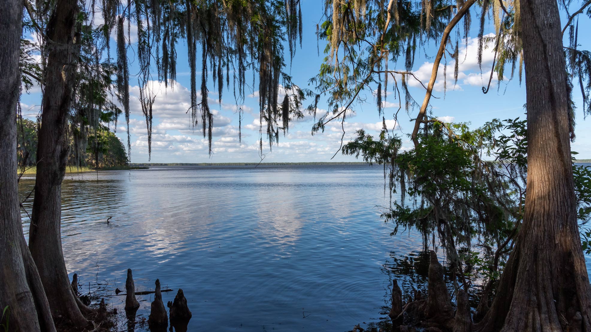View of Newnans Lake from the shore