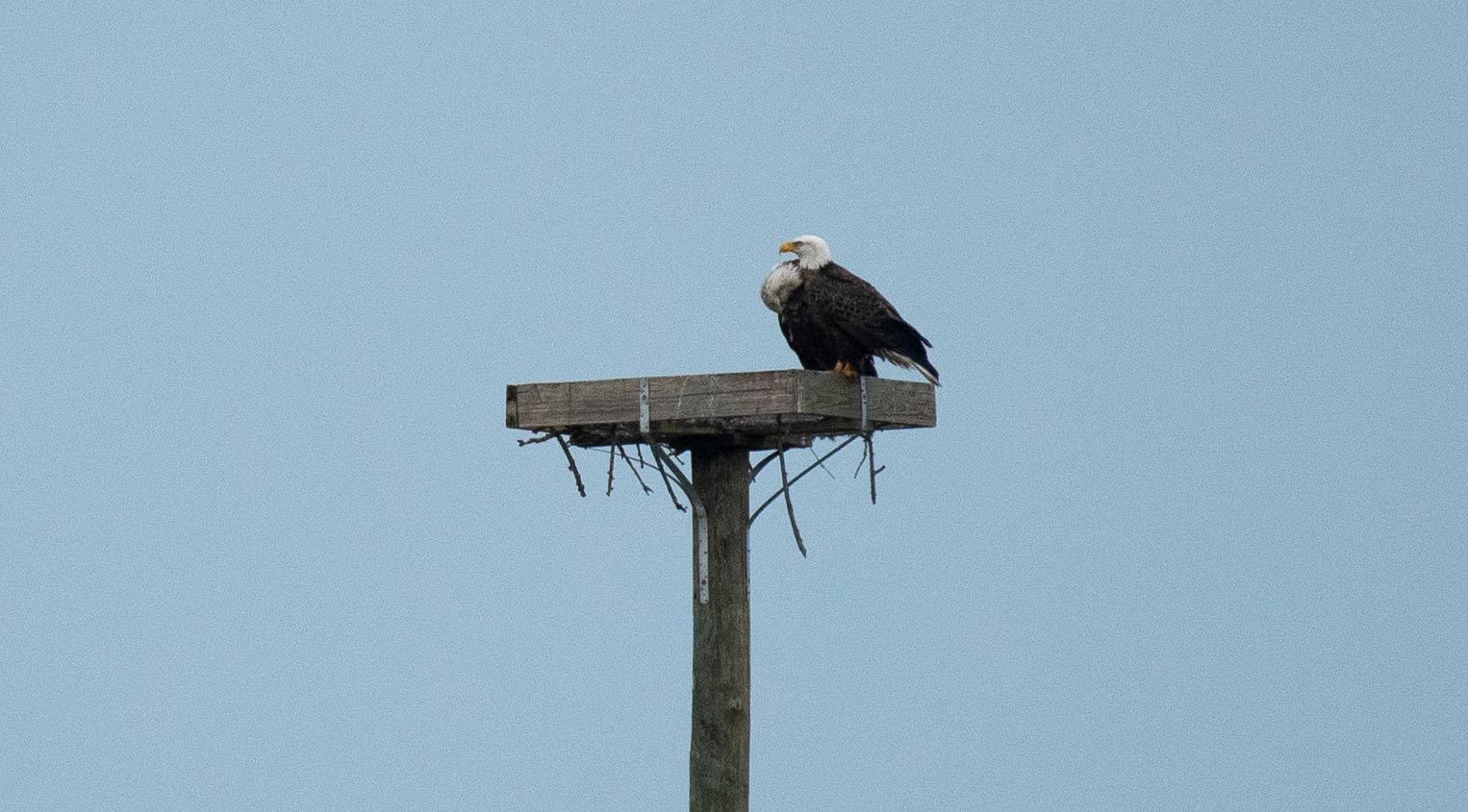 Two eagles on a bird perches