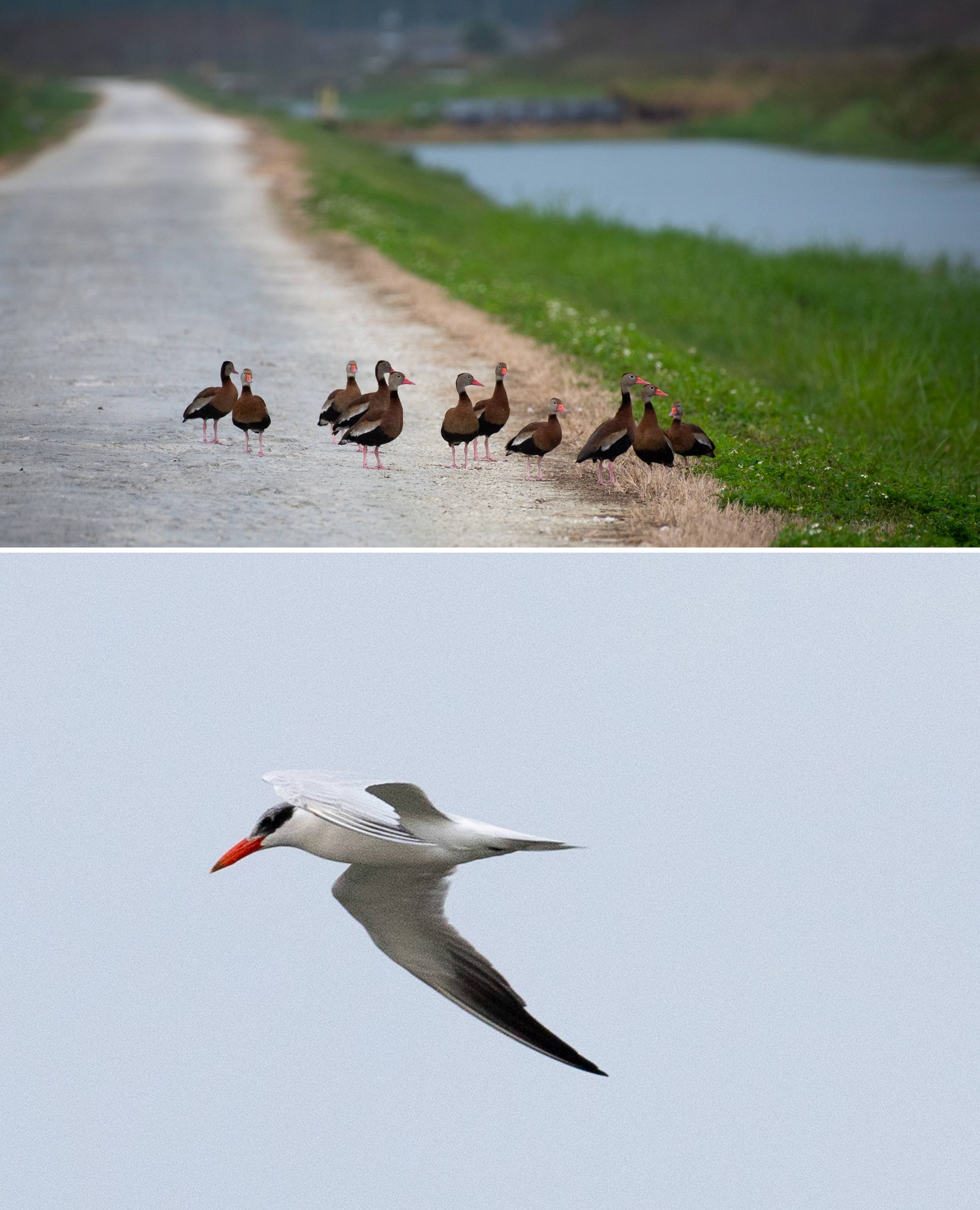 Caspian tern and black-bellied whistling ducks