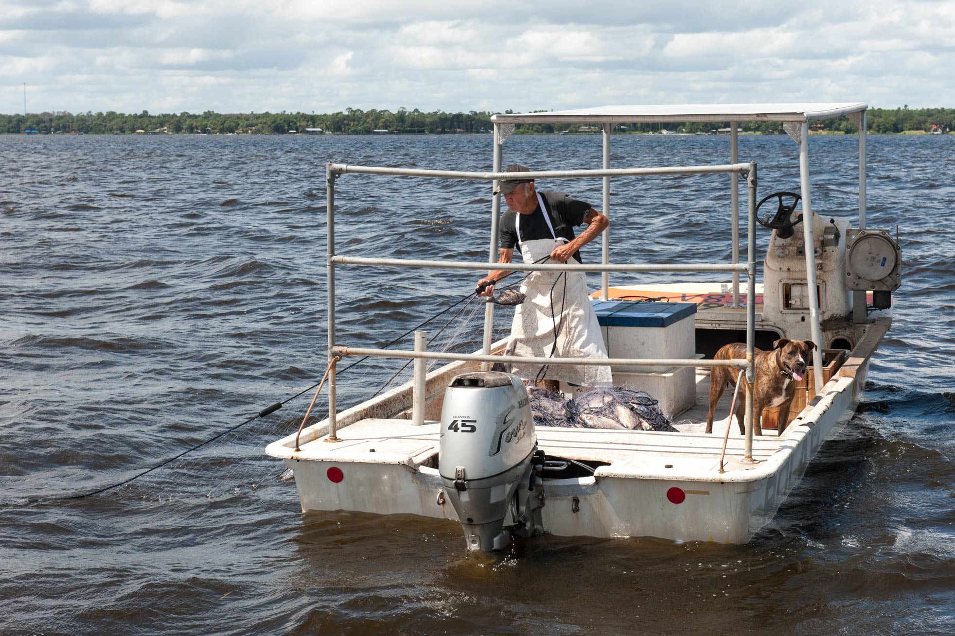 Man harvesting gizzard shad from a boat