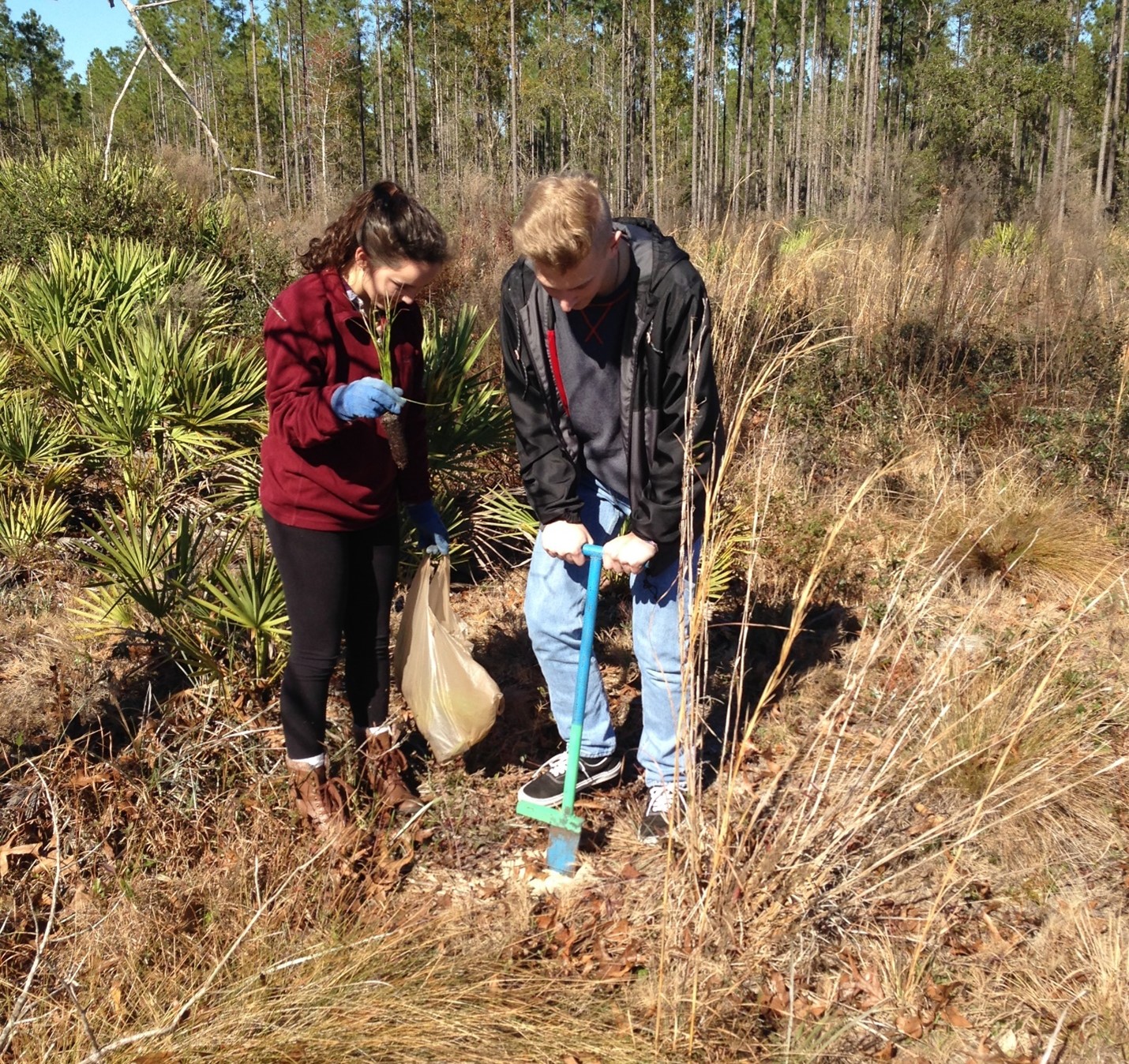 Volunteers assisted in planting seedlings of native trees