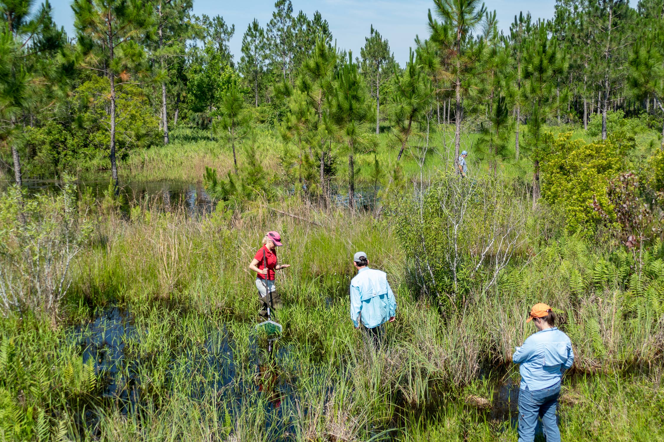 land managers searching through tall grass