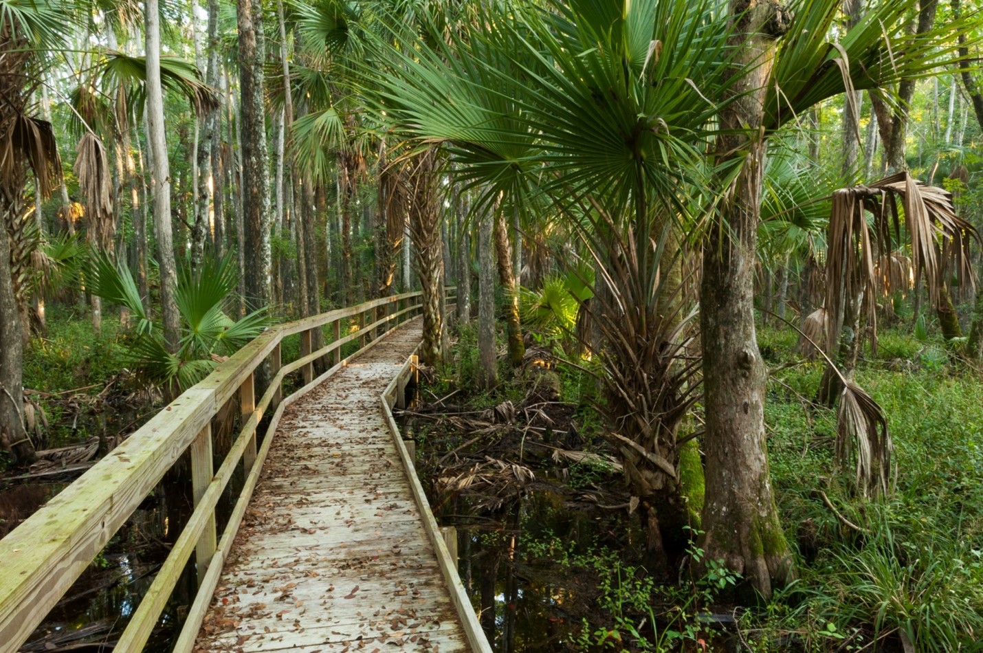 elevated boardwalk