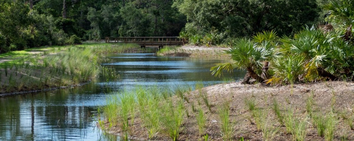 New shrubs growing next to a pond