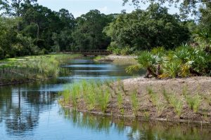New shrubs growing next to a pond
