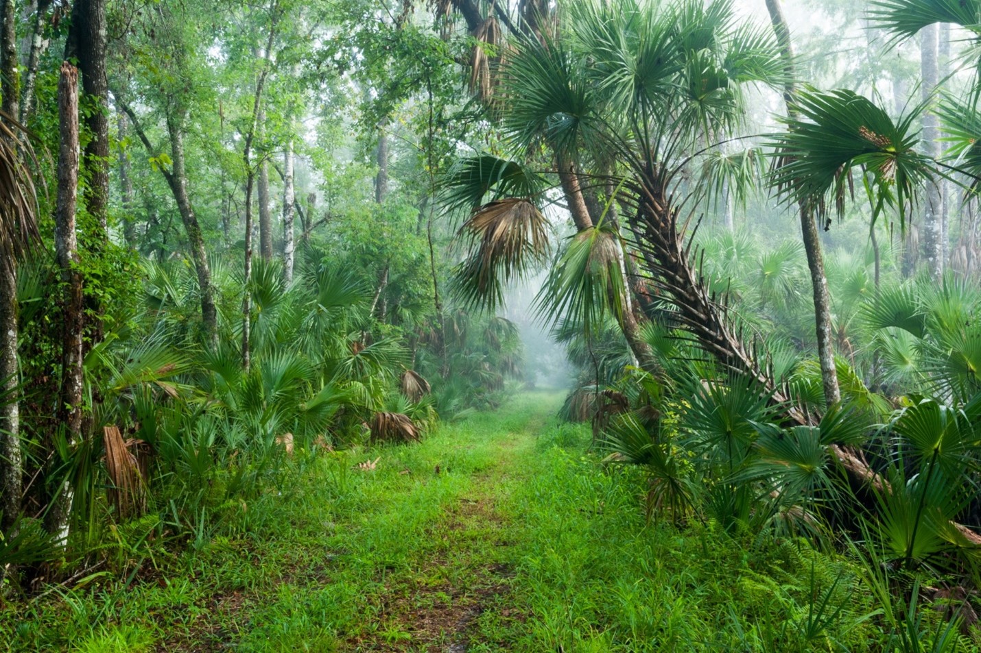 Forest path in Wekiva River Buffer