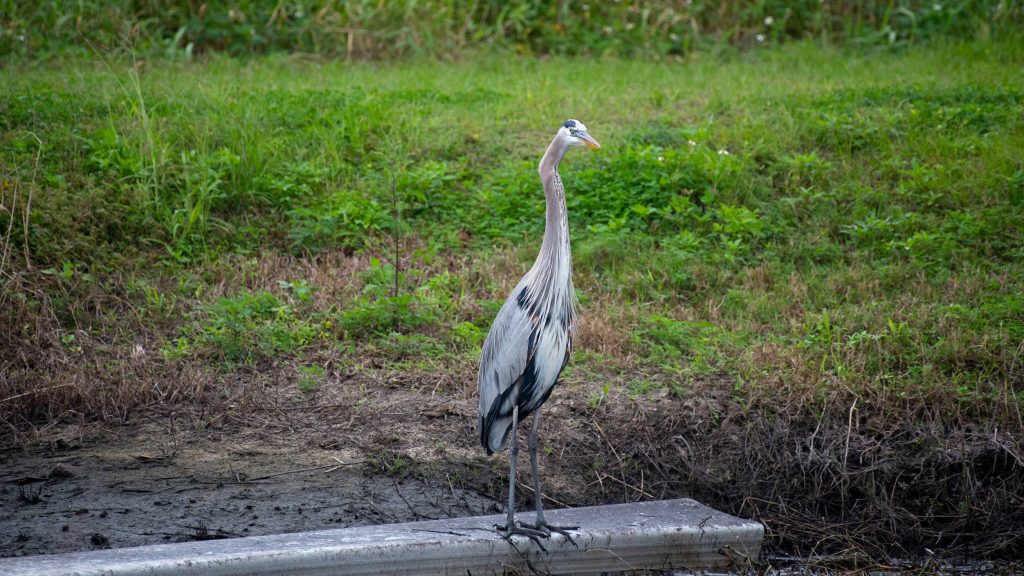 great blue heron