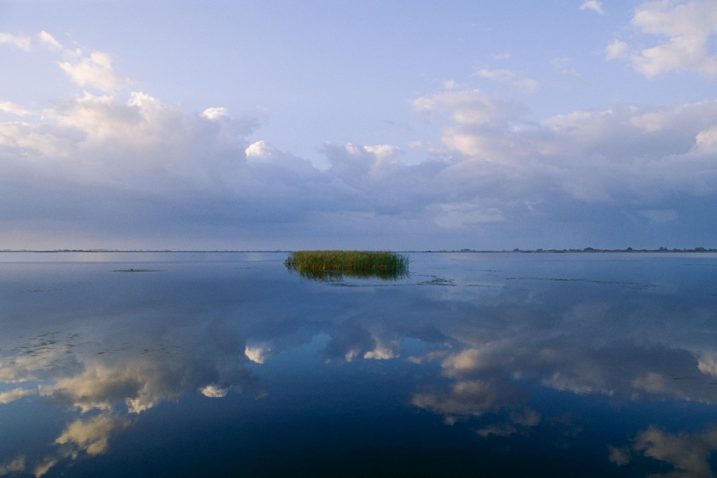 Small patch of seagrass in a lake