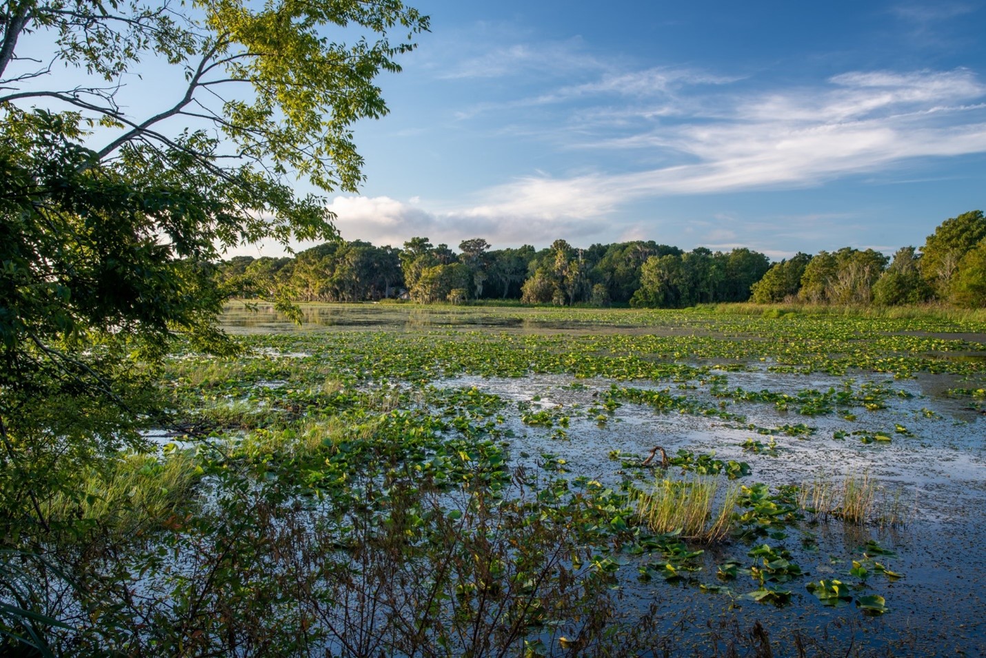 View of Lake Harris from the shore