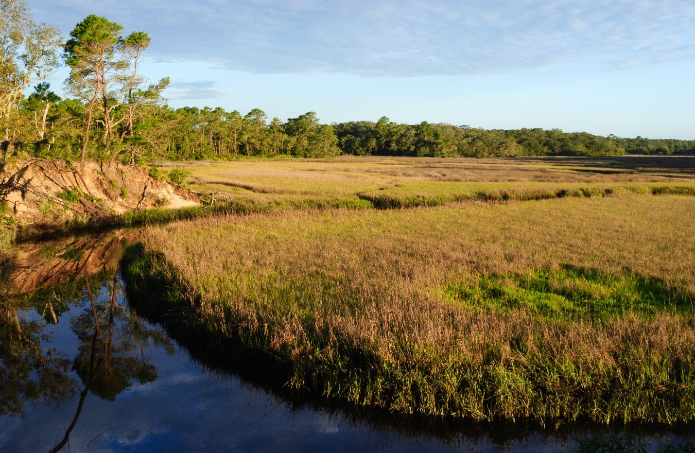 moses creek Marshhgrass of Moses Creek