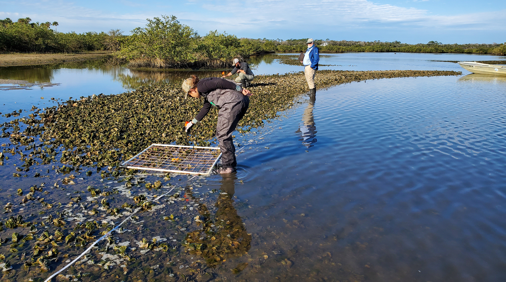 District staff keep track of oyster repopulation