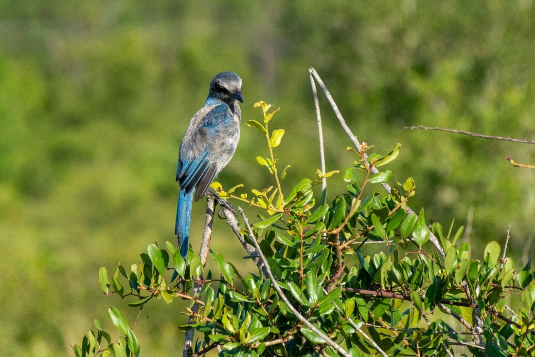 A scrub jay resting